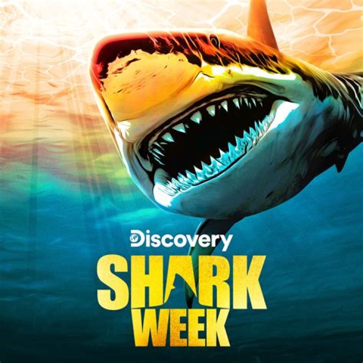 Jimi Partington Accident And Shark Attack Is Explored On Discovery Shark Week: Did The Diving Expert Get A Stroke?