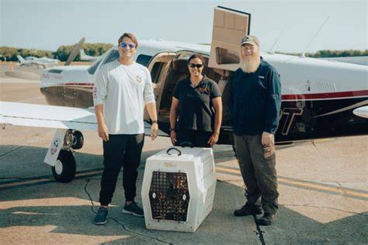 
Rescuers Fly Red Wolf from N.C. to N.Y. to Help the Less than 20 Red Wolves Left in the Wild 
